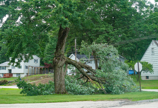 Trusted Rialto, CA Tree Services Experts