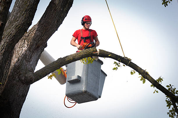 How Our Tree Care Process Works  in  Rialto, CA